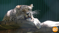 Экзамены для леопардов. Доброе утро. Фрагмент 