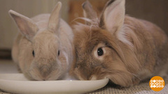 Что бы погрызть? Доброе утро. Фрагмент 