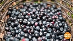 Сезон черники. Доброе утро. Суббота. Фрагмент 