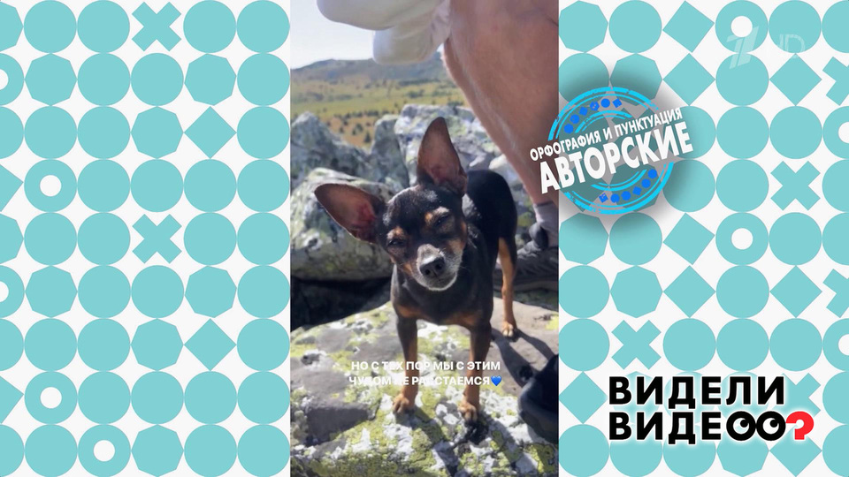 Бесценный пес. Видели видео? Фрагмент.