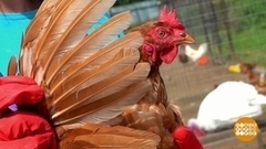 Курочки, не летайте далеко! Доброе утро. Фрагмент 