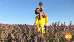 Лавандовое настроение. Доброе утро. Фрагмент