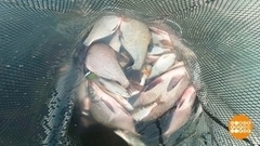 Мотыль — наживка нежная… Доброе утро. Фрагмент 