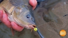 Рыба моей мечты: во-о-от такая! Доброе утро. Фрагмент 