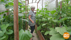 Дачные эксперименты. Доброе утро. Суббота. Фрагмент 