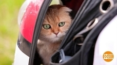 Кот, который гуляет не сам по себе. Доброе утро. Фрагмент 