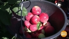 Поделюсь урожаем! Доброе утро. Фрагмент