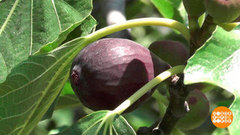 Инжир: на вкус и цвет… Доброе утро. Фрагмент