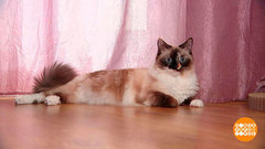 Как устроена кошка? Доброе утро. Фрагмент 