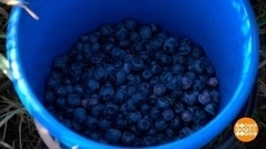 Ягодка к ягодке, четверть тонны в сутки. Доброе утро. Фрагмент