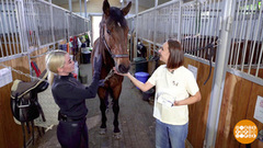 Один день на конюшне. Доброе утро. Фрагмент 