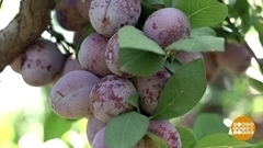 Как заработать на уборке урожая? Доброе утро. Фрагмент 