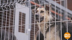 Чем помочь собачьему приюту. Доброе утро. Суббота. Фрагмент 