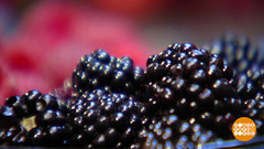 Ежевика: полезная, но капризная. Доброе утро. Фрагмент