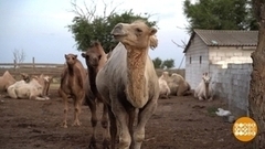 Ну здравствуйте, верблюды! Доброе утро. Фрагмент 