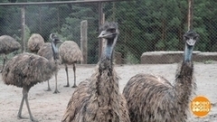 Тюменские верблюды и алтайские страусы. Доброе утро. Фрагмент 