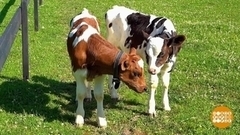 Чтобы теленок рос здоровым. Доброе утро. Фрагмент 