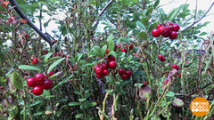 Где искать бруснику? Доброе утро. Фрагмент 