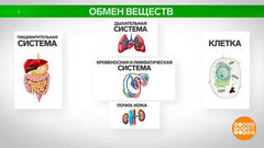 Обмен веществ: все дело в генах! Доброе утро. Фрагмент 