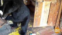 Медведь: я к вам в гости! Доброе утро. Фрагмент 