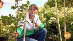 Чем укрепить саженцы? Доброе утро. Фрагмент 