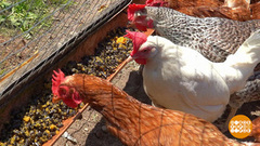 Правильный рацион для несушек. Доброе утро. Фрагмент 