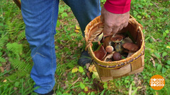 В лес — за грибами и за здоровьем. Доброе утро. Фрагмент