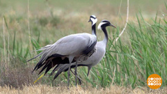 Журавль по небу летит… А куда? Доброе утро. Суббота. Фрагмент 