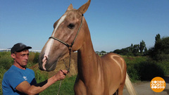 Ой вы кони, мои кони. Доброе утро. Фрагмент