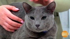 Котик, не плачь! Доброе утро. Фрагмент 