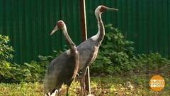 Как живете, журавли? Доброе утро. Фрагмент