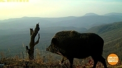 Увидел кабана — лезь на дерево! Доброе утро. Фрагмент