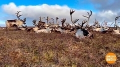 Оленеводы готовятся к зиме. Доброе утро. Фрагмент 