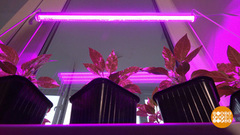 Фитолампа: про спектр и не только. Доброе утро. Фрагмент 