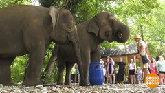 Слоновий санаторий. Доброе утро. Фрагмент