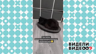 Кот ищет баланс сна. Видели видео? Фрагмент 