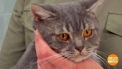 Отучаем кота таскать еду со стола. Доброе утро. Фрагмент