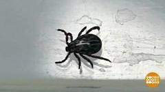 Клещи не спят! Доброе утро. Фрагмент