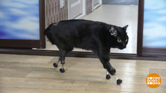 Ступай смелее, Бальдр! Доброе утро. Фрагмент