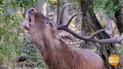 О чем ревешь, олень? Доброе утро. Суббота. Фрагмент