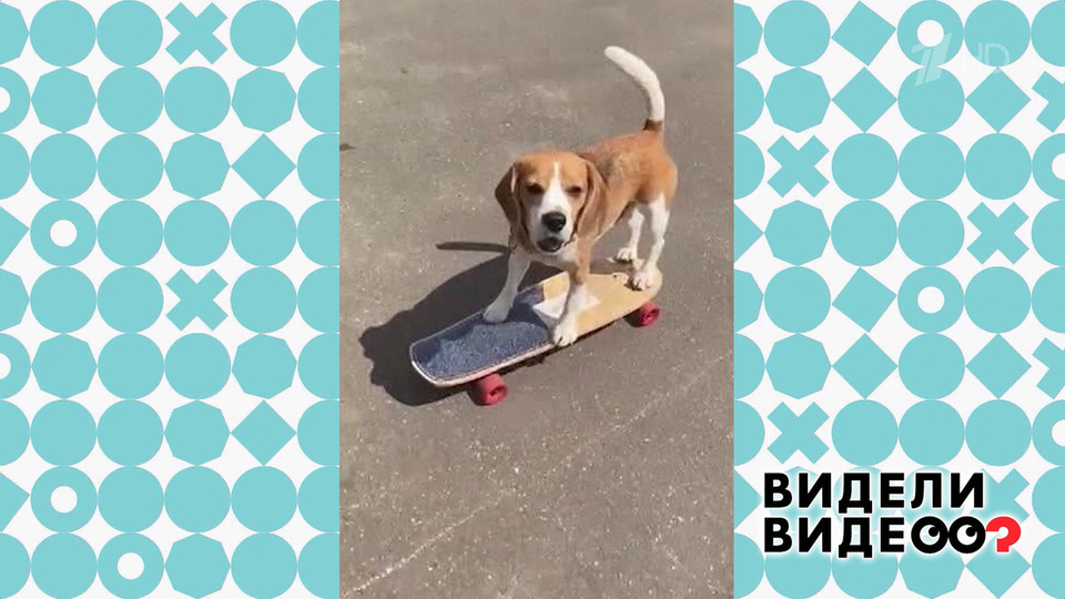 Бигль на скейте. Видели видео? Фрагмент.