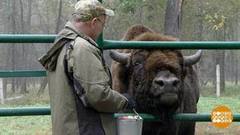 Зубров посчитали! Доброе утро. Фрагмент