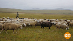 Что такое «Социальная отара». Доброе утро. Фрагмент