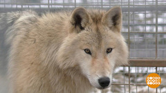 Зверушки утепляются. Доброе утро. Фрагмент 