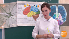 Мозг — один, а полушарий — два… Доброе утро. Суббота. Фрагмент