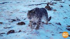 Снежные барсы, мастера маскировки. Доброе утро. Фрагмент