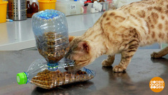 Кормушка для кота своими руками. Доброе утро. Фрагмент 