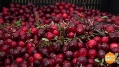 Клюква: ягода-попрыгунчик. Доброе утро. Фрагмент 