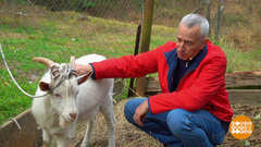 Далеко, далеко на лугу пасутся... козы! Доброе утро. Фрагмент 