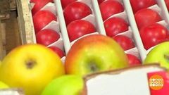 Витамины, вы где? Доброе утро. Фрагмент 